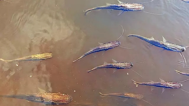 Decoada ressurge com força e começa a provocar morte de peixes no Pantanal