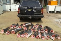 Dema apreende 172 kg pescado ilegal em Barao de Melgaco-MT