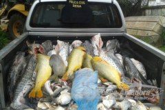 Dema apreende 437 kg de pescado irregular em MT