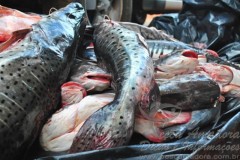 Dema faz doacao de 450kg de pescado em Pocone-MT