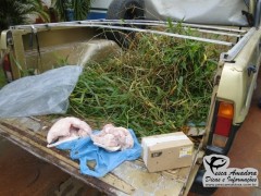 Desmatamento cresce no MS enquanto que crimes de pesca caem