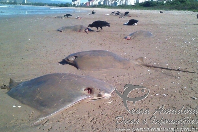 Dezenas de arraias aparecem mortas na praia de Camburi em Vitória-ES