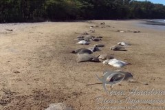 Dezenas de arraias sao encontradas mortas em orla de praia em Vitoria-ES