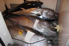 Dezoito pessoas sao indiciadas por pesca ilegal de atum rabilho na Espanha