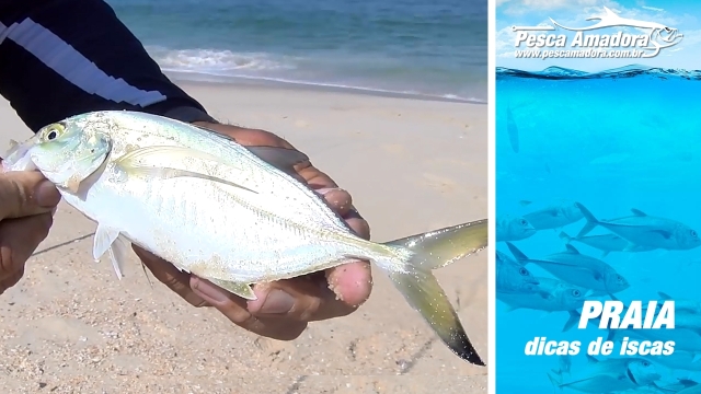 Dicas de Iscas Para Pesca de Praia em Niteroi (RJ)