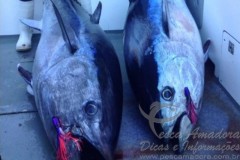 Dois irmaos fisgam atuns na Tasmania e podem bater o recorde Jr 2