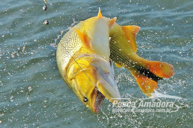 Pesca de dourado no Rio Aquidauana será suspensa a partir de janeiro em MS