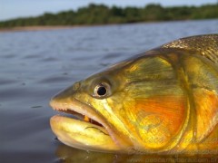 Dourado no Pantanal