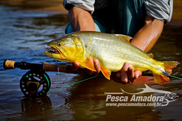 Geraldo Alckmin veta projeto de lei que pedia a proibição da pesca do dourado no estado de SP