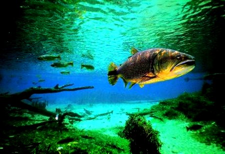 MPA é contra a moratória da pesca no Pantanal