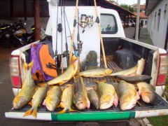 Polícia Ambiental apreende 40 quilos de dourados em Lavras-MG