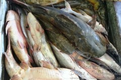 Dupla e flagrada com 150kg de peixe em Hidreletrica em Rondonia