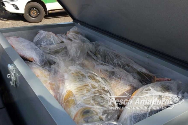Dupla é flagrada com 300 kg de pescado ilegal e multada em R$ 226 Mil em Uruguaiana-RS