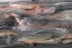 e-tempo-de-piracema-declaracao-de-pescado