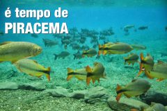 e-tempo-de-piracema-periodo-de-defeso-em-todo-o-brasil-capa