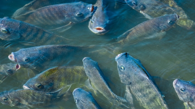Embrapa Pesca e Aquicultura e parceiros desenvolvem novas tecnologias para a tilápia e algicultura