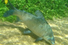 Entenda porque alguns peixes de agua doce exalam ou tem gosto de barro 2