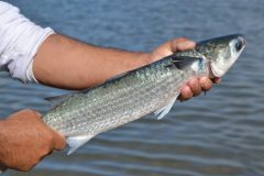 Epagri pesquisa criacao de tainhas em agua doce