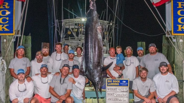 Equipe de pesca perde prêmio de US$ 3,5 Milhões por mordida de tubarão em marlin em torneio nos Estados Unidos