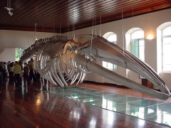 Esqueleto de baleia exposto no museu da pesca em Santos-SP