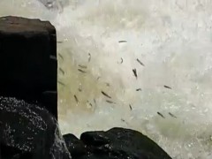 Estiagem prejudica piracema no interior de SP - Imagem G1.com 3