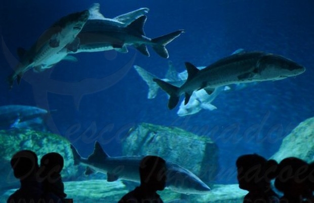 Peixe de 140 milhões de anos está perto de ser extinto devido à poluição