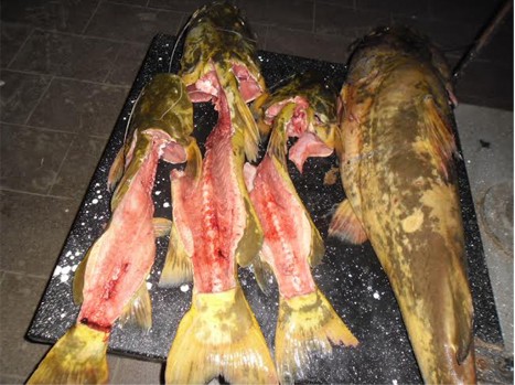 Homem é preso pela PMA após pendurar Jaús para secar no MS