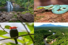 expedicao-descobre-40-novas-especies-na-serra-da-mocidade-em-rr