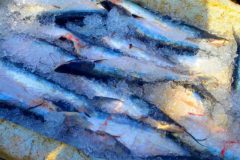 fiscais-apreendem-1-5-tonelada-de-pescado-ilegal-no-periodo-do-defeso-no-para