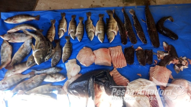 Fiscais apreendem 81 kg de pescado irregular em restaurante no Rio Araguaia (MT)