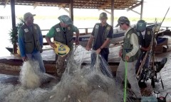 Fiscais na Naturantins apreendem mais de 8km de redes durante piracema