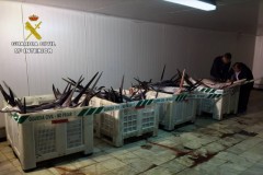 Fiscalizacao apreende 1.500kg de espadarte pescados ilegalmente na Espanha