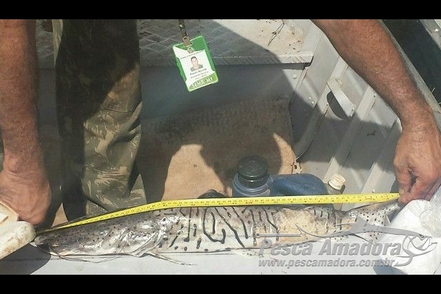 Fiscalização apreende redes e 22,6 kg de pescado irregular no Rio Culuene-MT