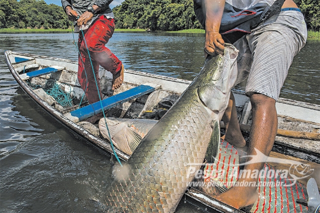 Fiscalização apreende 452 kg de pirarucu durante operação defeso no AM