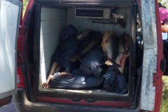 Fiscalizacao apreende cerca de 400 kg de pintado em Goya-AR 4