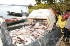 Fiscalizacao apreende mais de 10 toneladas de peixes em Palmas-TO 3