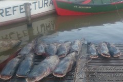 Fiscalizacao apreende pescado ilegal em Paso de La Patria-AR