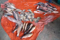 Fiscalizacao apreendeu 3,3 toneladas de pescado ilegal desde janeiro no Mato Grosso