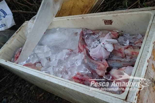 Força Verde apreende 219 kg de pescado ilegal provenientes de pesca predatória no Rio Paraná-PR
