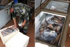 forca-verde-apreende-480-metros-de-redes-e-111-kg-de-pescado-no-rio-paranapanema-no-pr-5