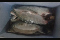 Forca Verde apreende pescado ilegal e rede de pesca no Rio Ariranha-PR 2