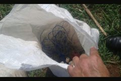 Forca Verde apreende pescado ilegal e rede de pesca no Rio Ariranha-PR