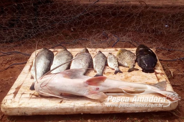 Força Verde prende três homens por pesca predatória no Rio Paraná