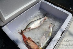 Forca tarefa combate pesca predatoria no Lago de Palmas-TO 8