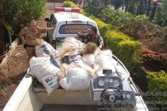 Forca verde apreende 2400 metros de de redes em alvorada do sul-PR