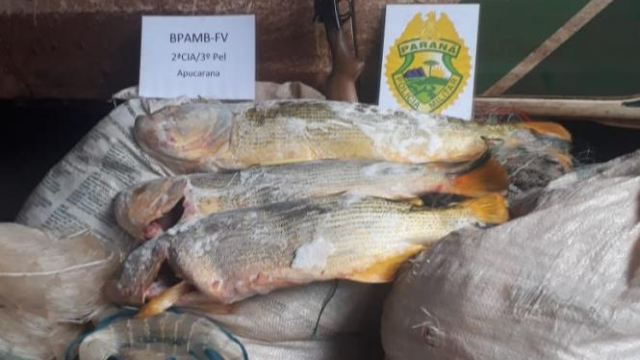 Força verde prende infrator com arma, redes e pescado ilegal em Ivaiporã (PR)