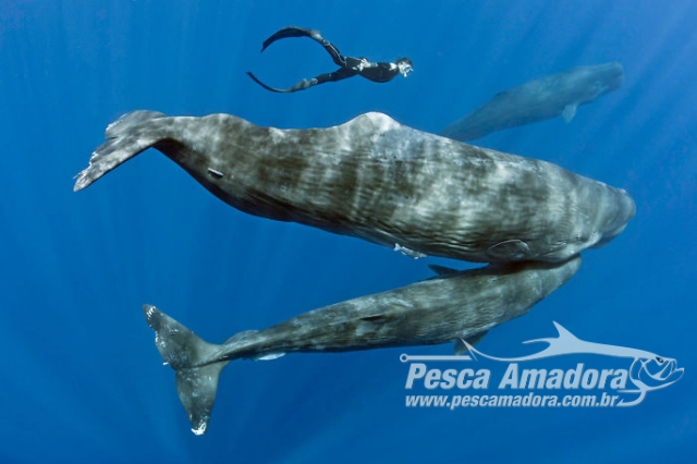 Fotógrafo registra momento raro de baleias cachalote cochilando no oceano