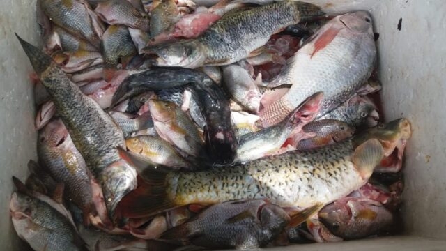 GCM apreende 57 kg de pescado ilegal na represa Billings em São Bernardo (SP)