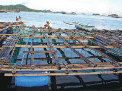 Garoupas criadas em cativeiro nas Filipinas