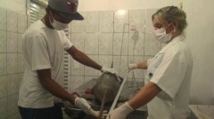 Golfinhos sao examinados por Ong em Peruibe-SP